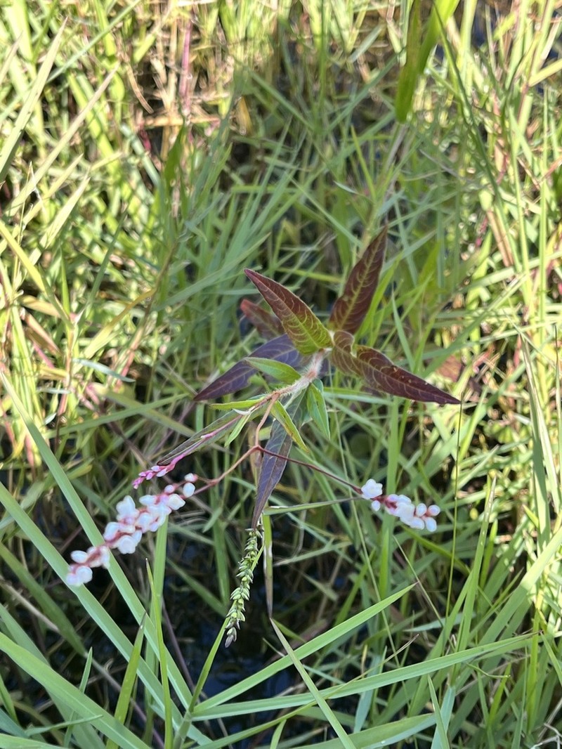 Hairy Smartweed photo 7