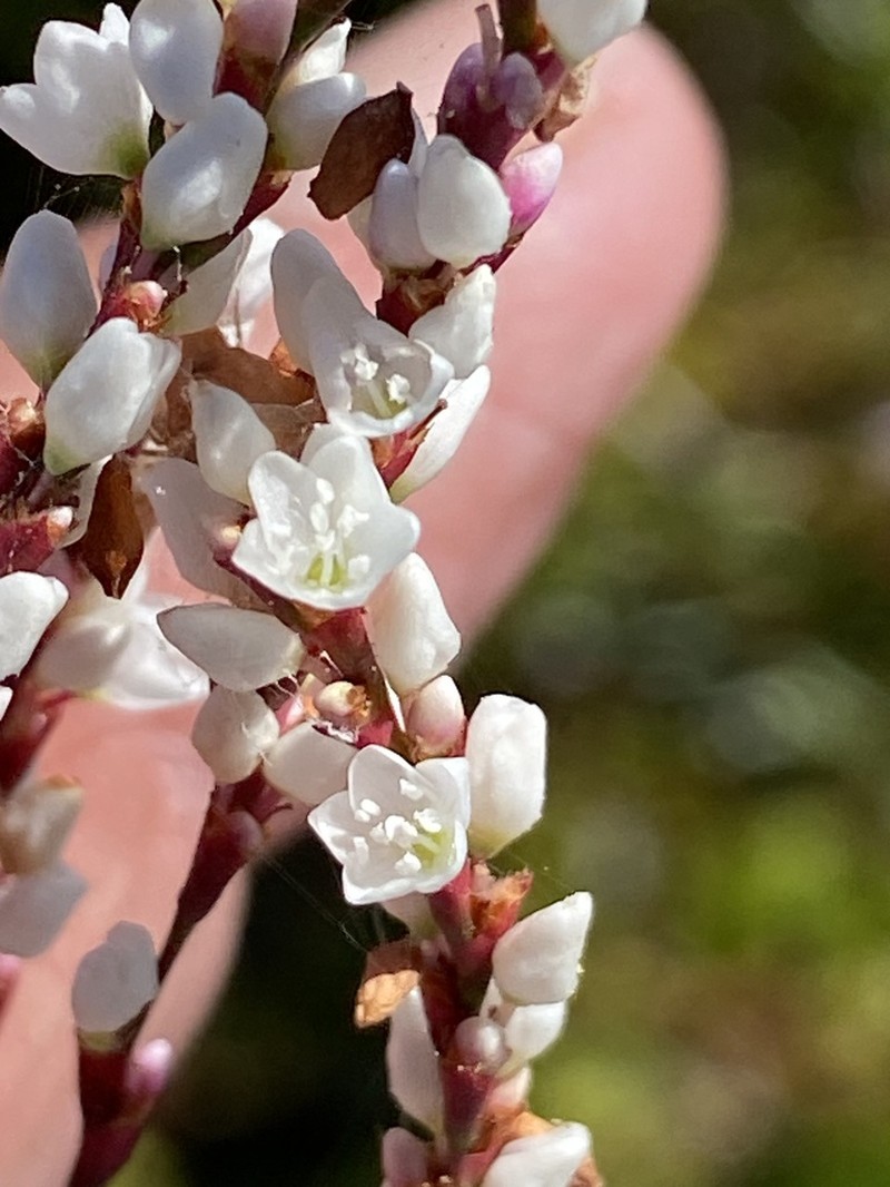Hairy Smartweed photo 8