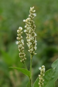 Bristly Smartweed