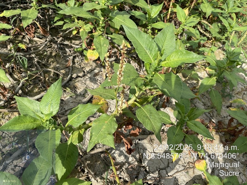 Bristly Smartweed photo 2