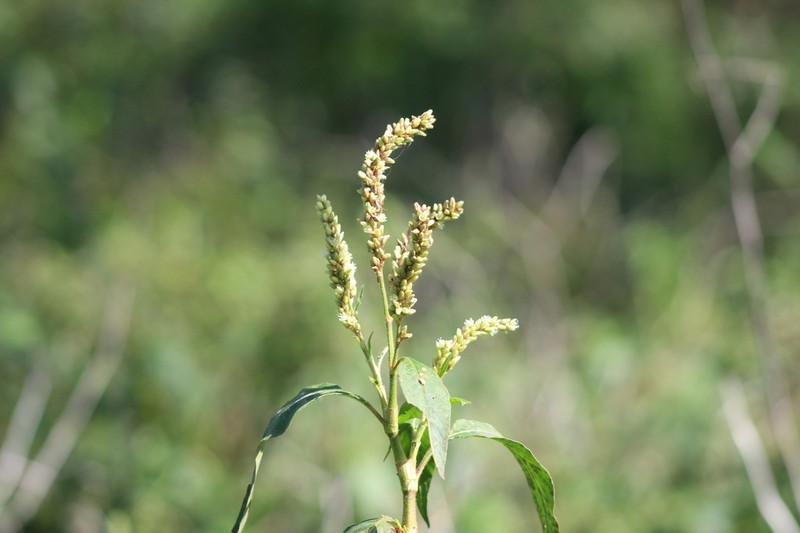 Bristly Smartweed photo 3