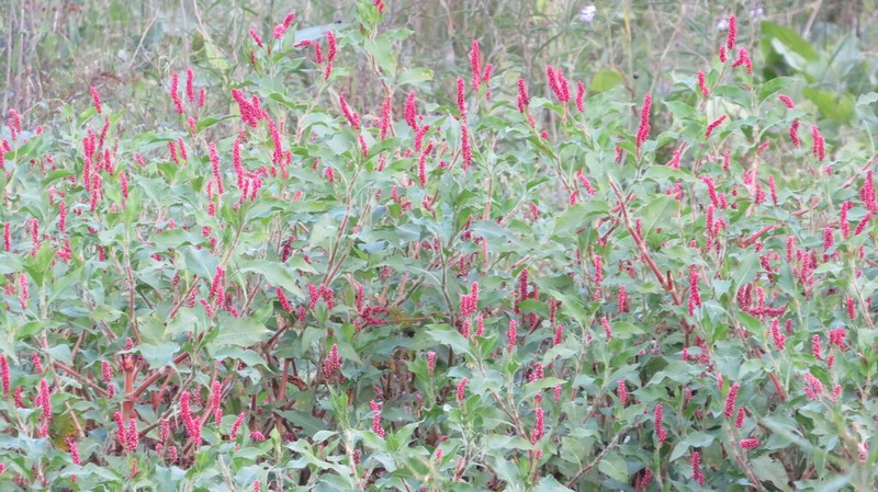 Bristly Smartweed photo 4