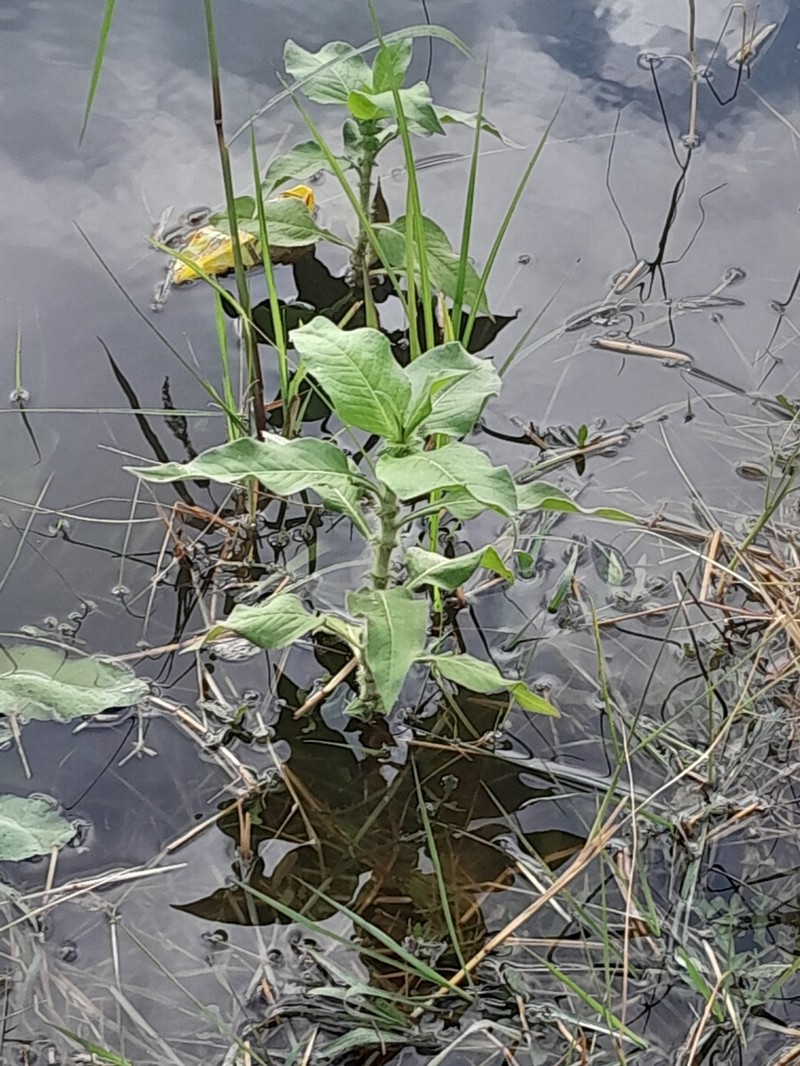 Bristly Smartweed photo 5
