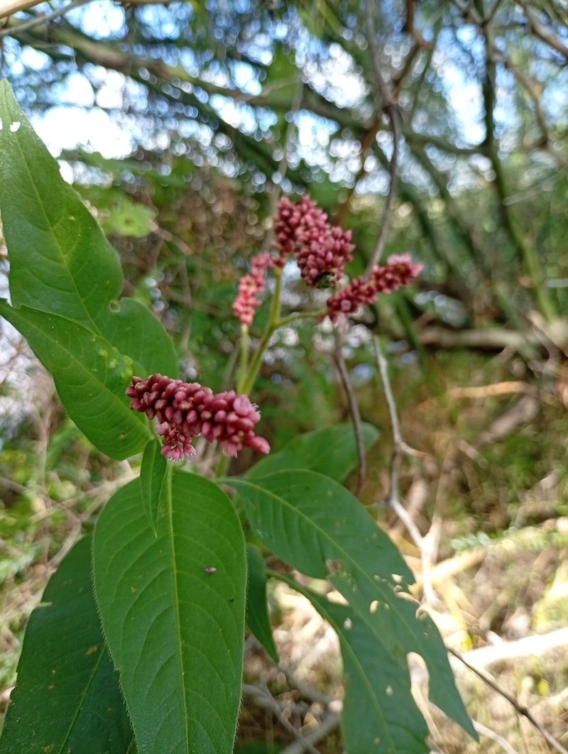 Bristly Smartweed photo 6