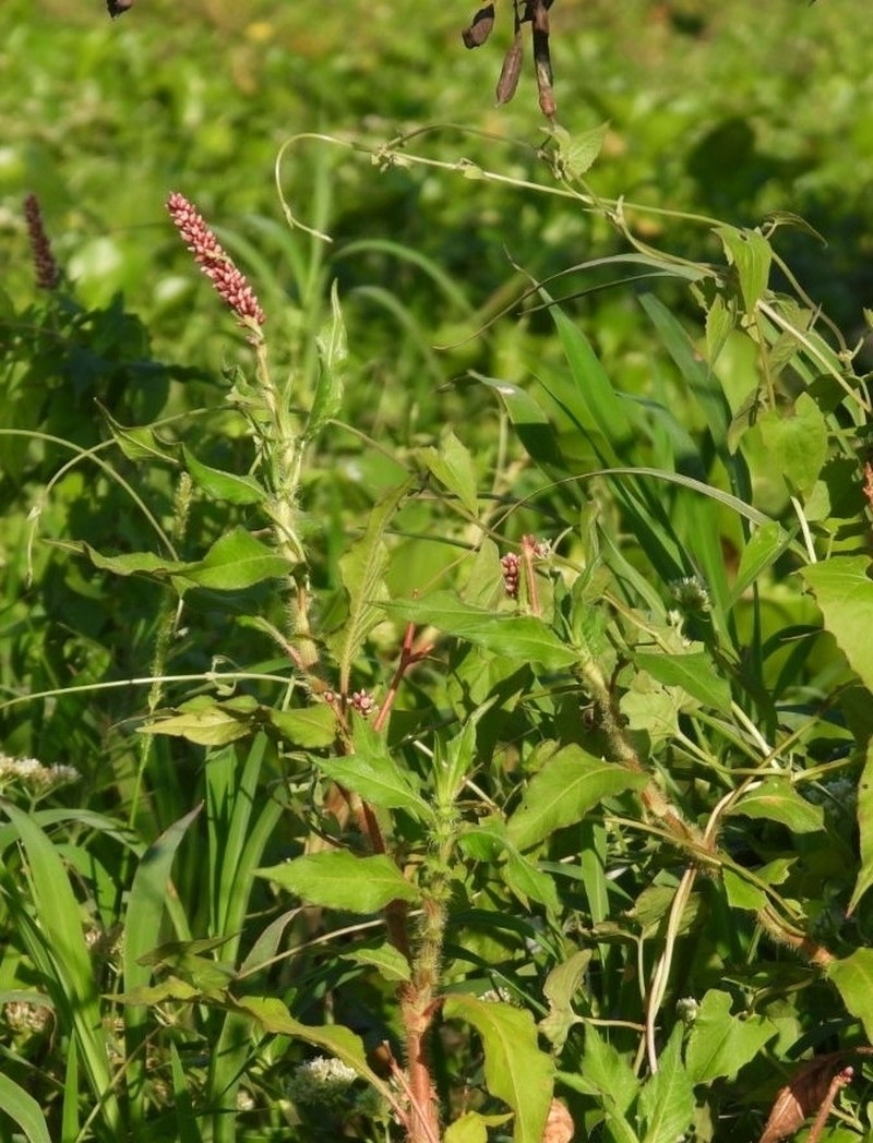 Bristly Smartweed photo 7