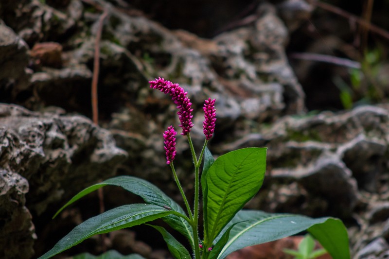 Bristly Smartweed photo 8