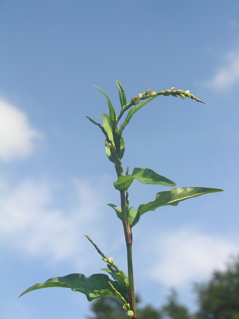 Marshpepper Knotweed photo 6