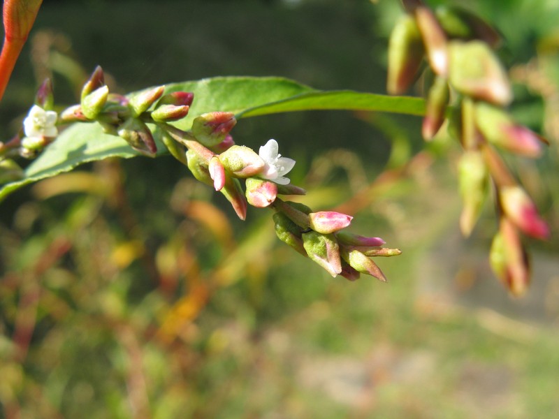 Marshpepper Knotweed photo 7
