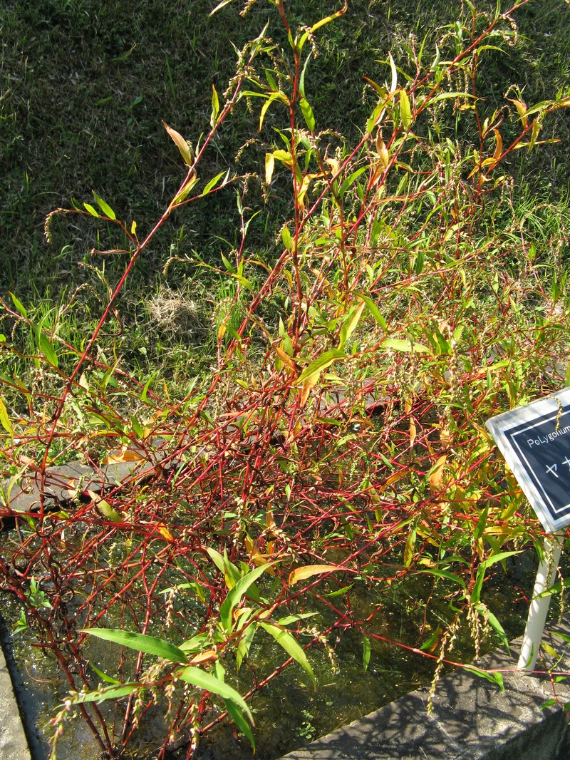 Marshpepper Knotweed photo 8