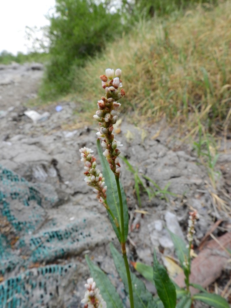 Swamp Smartweed photo 7