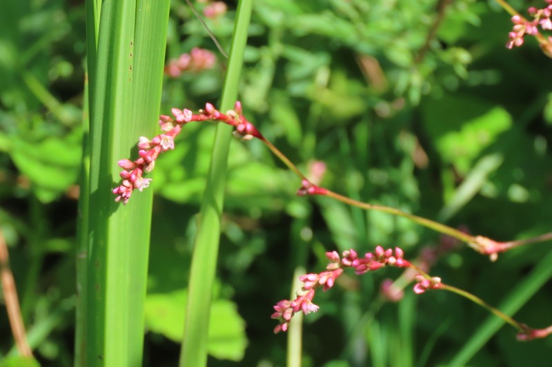 Swamp Smartweed photo 8