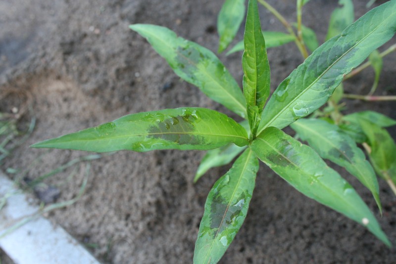 Persicaria lapathifolia photo 2
