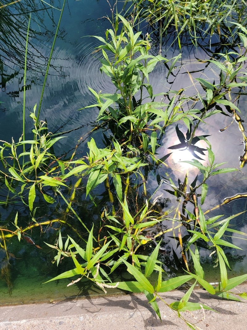 Persicaria lapathifolia photo 4