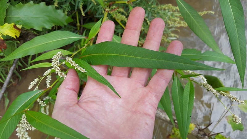 Persicaria lapathifolia photo 5