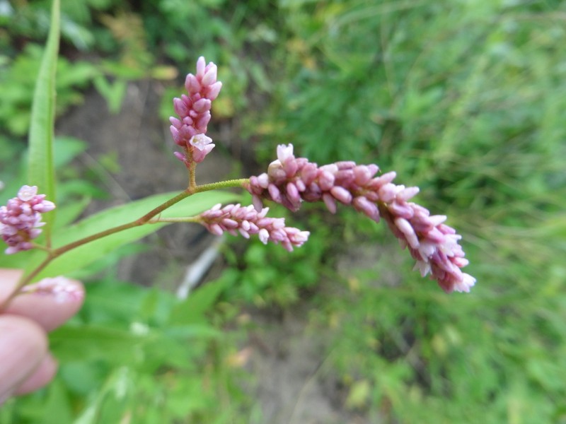 Persicaria lapathifolia photo 7