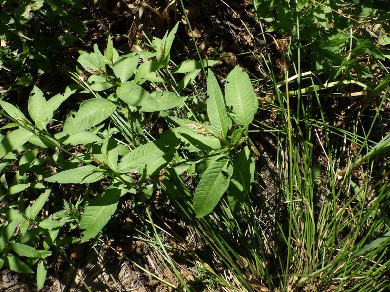 Persicaria lapathifolia photo 8