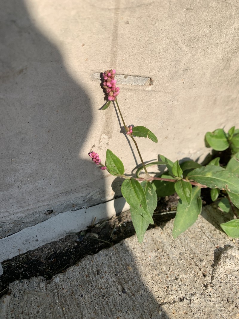 Persicaria longiseta var. longiseta