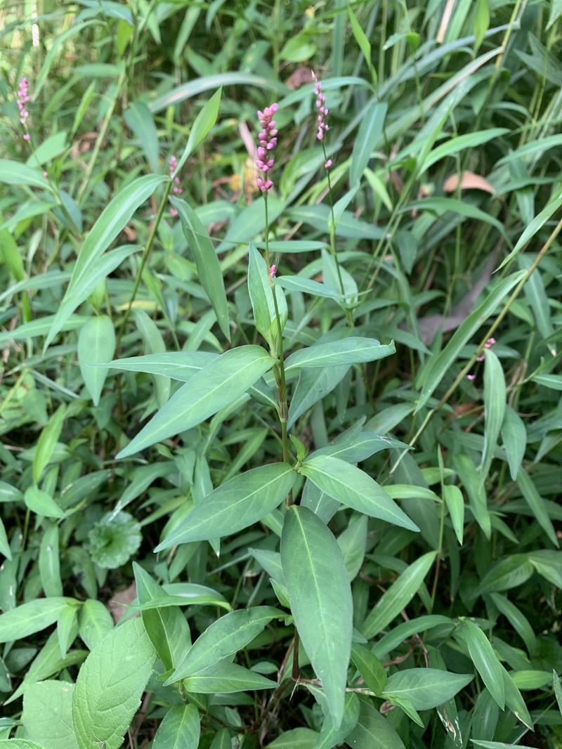 Persicaria longiseta var. longiseta photo 2