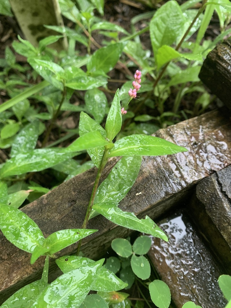 Persicaria longiseta var. longiseta photo 3