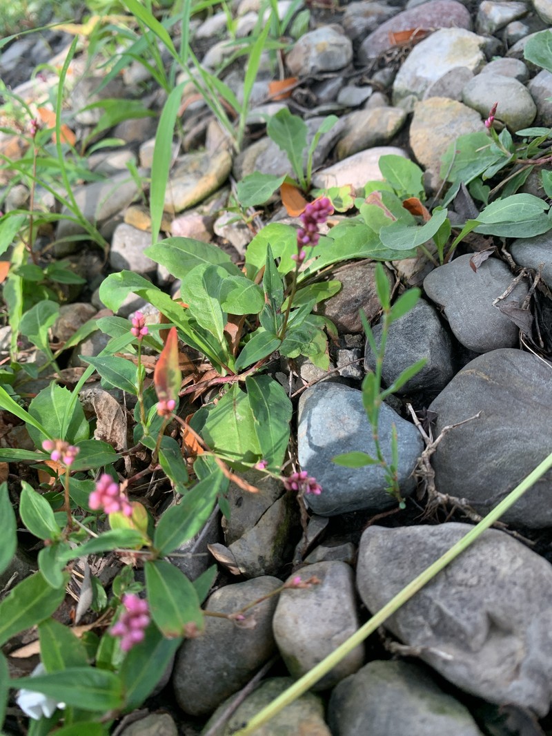 Persicaria longiseta var. longiseta photo 4