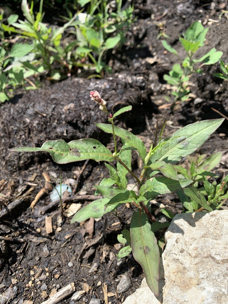 Persicaria maculosa var. maculosa