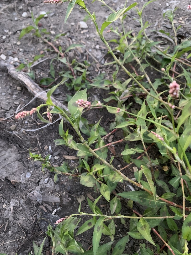 Persicaria maculosa var. maculosa photo 2