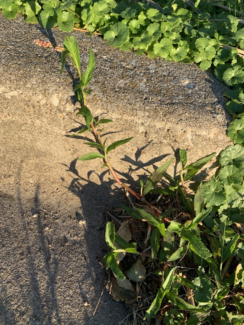 Persicaria maculosa var. maculosa photo 3