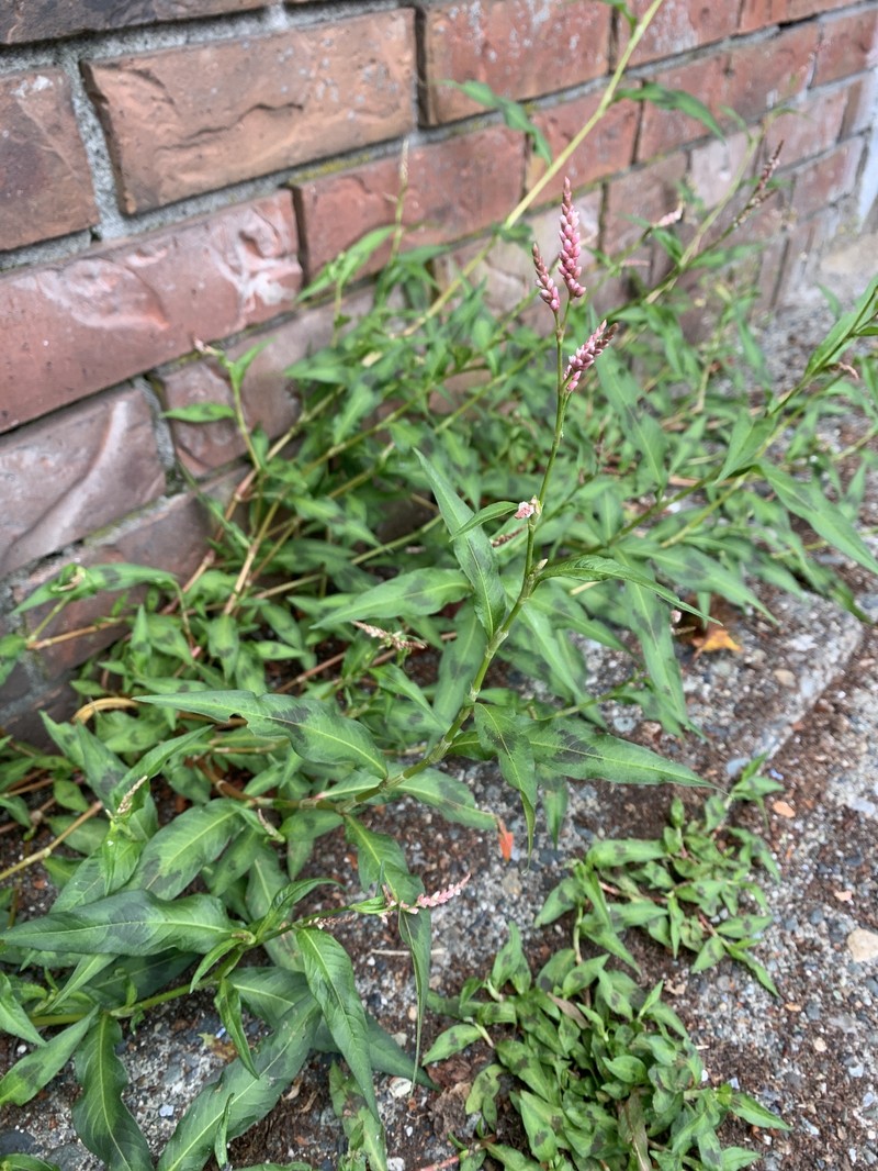 Persicaria maculosa var. maculosa photo 4