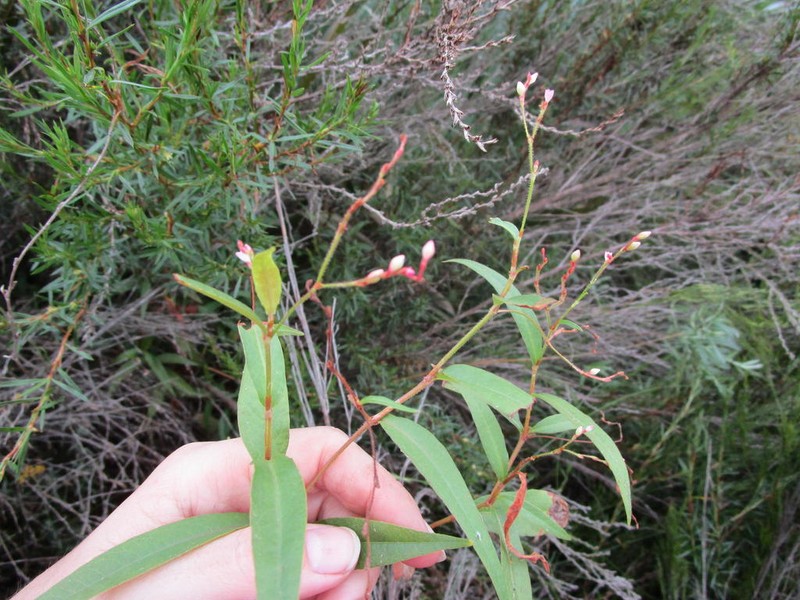 Branched Tearthumb