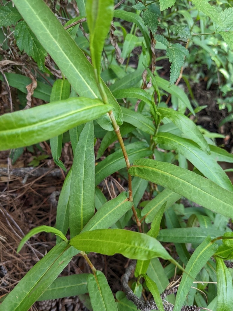 Branched Tearthumb photo 2