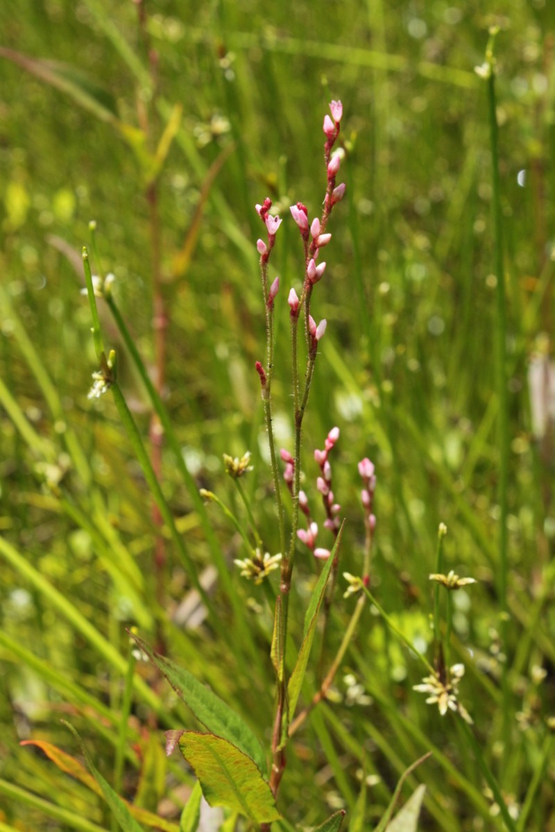 Branched Tearthumb photo 3