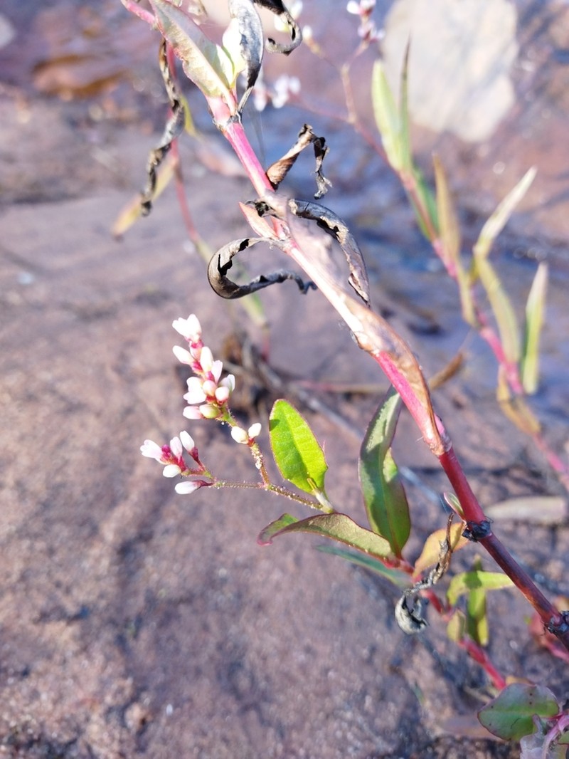Branched Tearthumb photo 4
