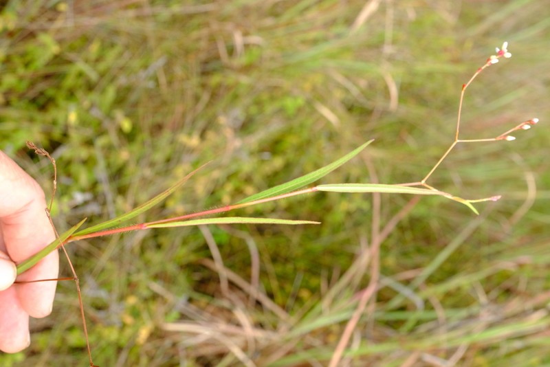 Branched Tearthumb photo 5