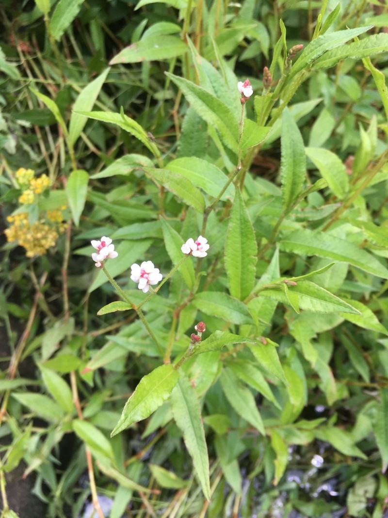 Branched Tearthumb photo 6