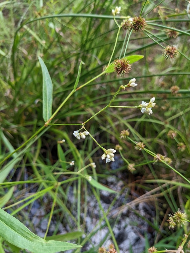 Branched Tearthumb photo 7