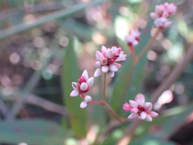 Branched Tearthumb photo 8