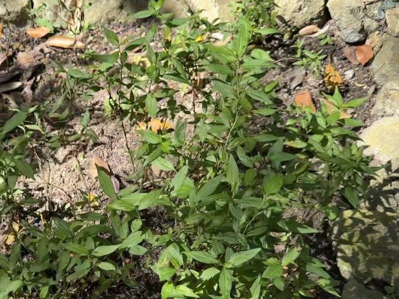 Pygmy Smartweed photo 8