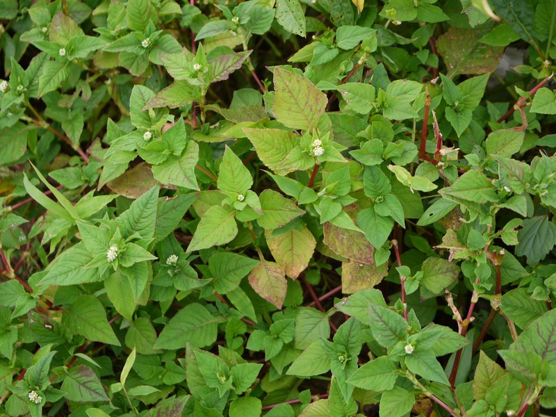 Nepalese Smartweed