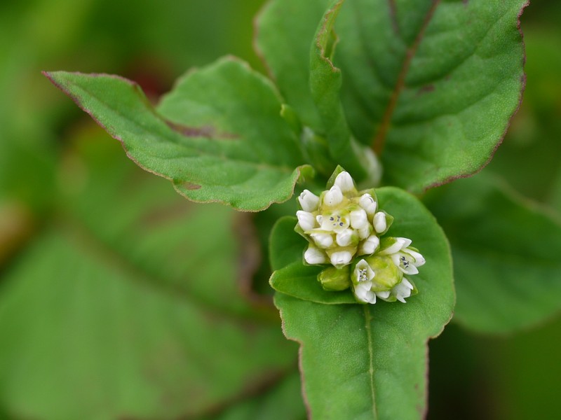 Nepalese Smartweed photo 8