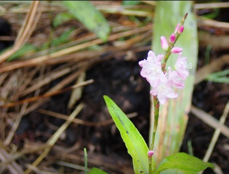 Persicaria odorata subsp. conspicua photo 2