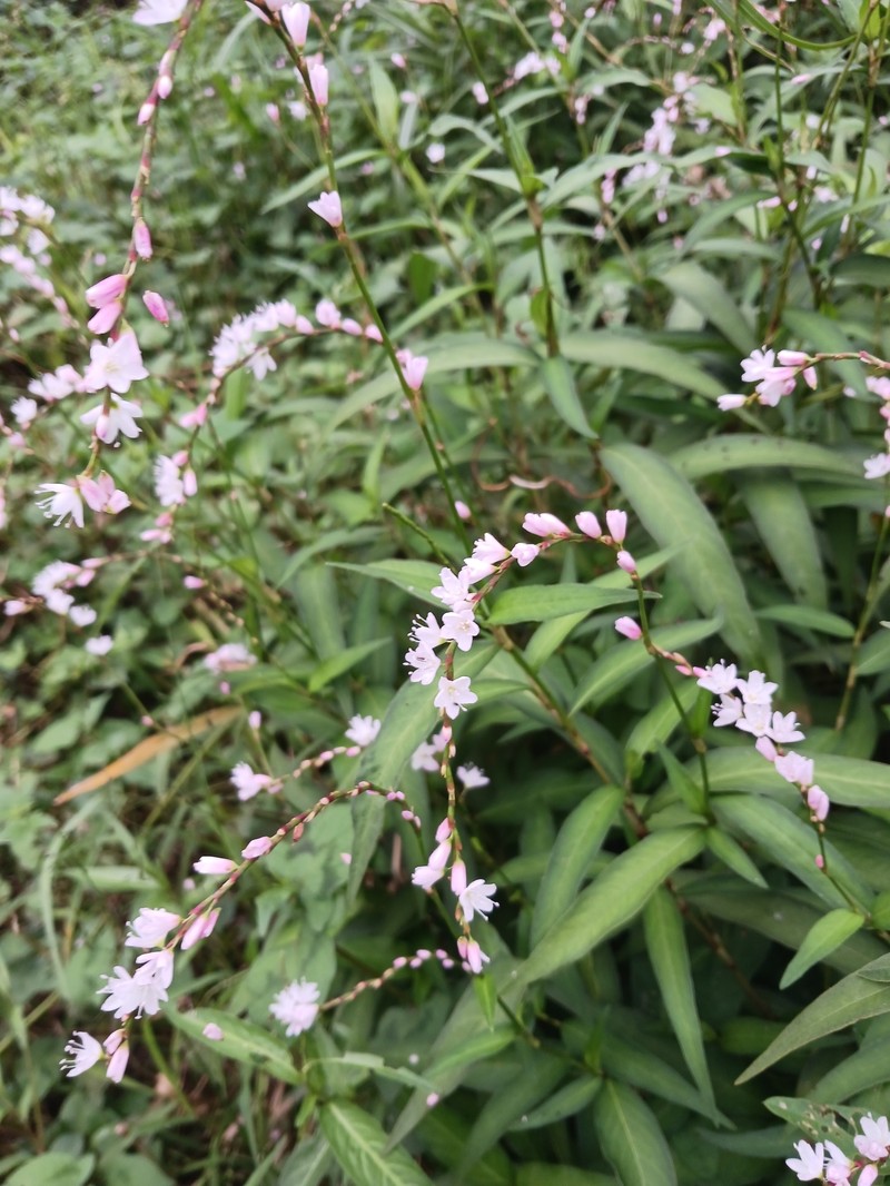 Persicaria odorata subsp. conspicua photo 3