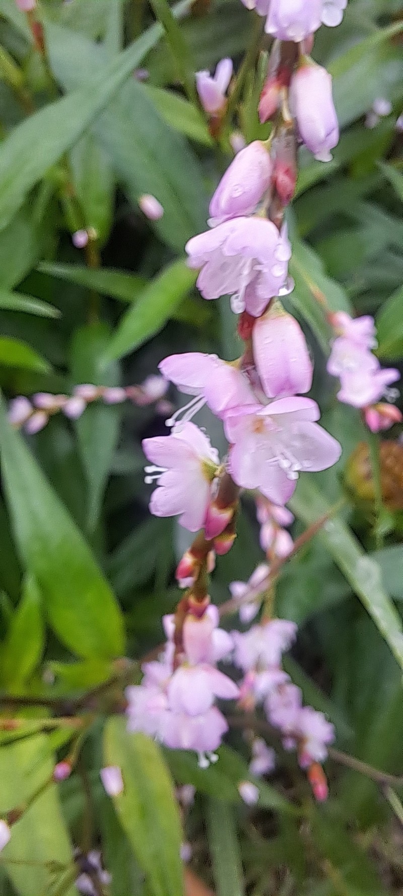 Persicaria odorata subsp. conspicua photo 4