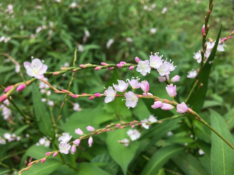 Persicaria odorata subsp. conspicua photo 5