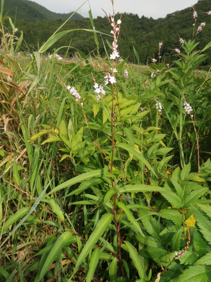 Persicaria odorata subsp. conspicua