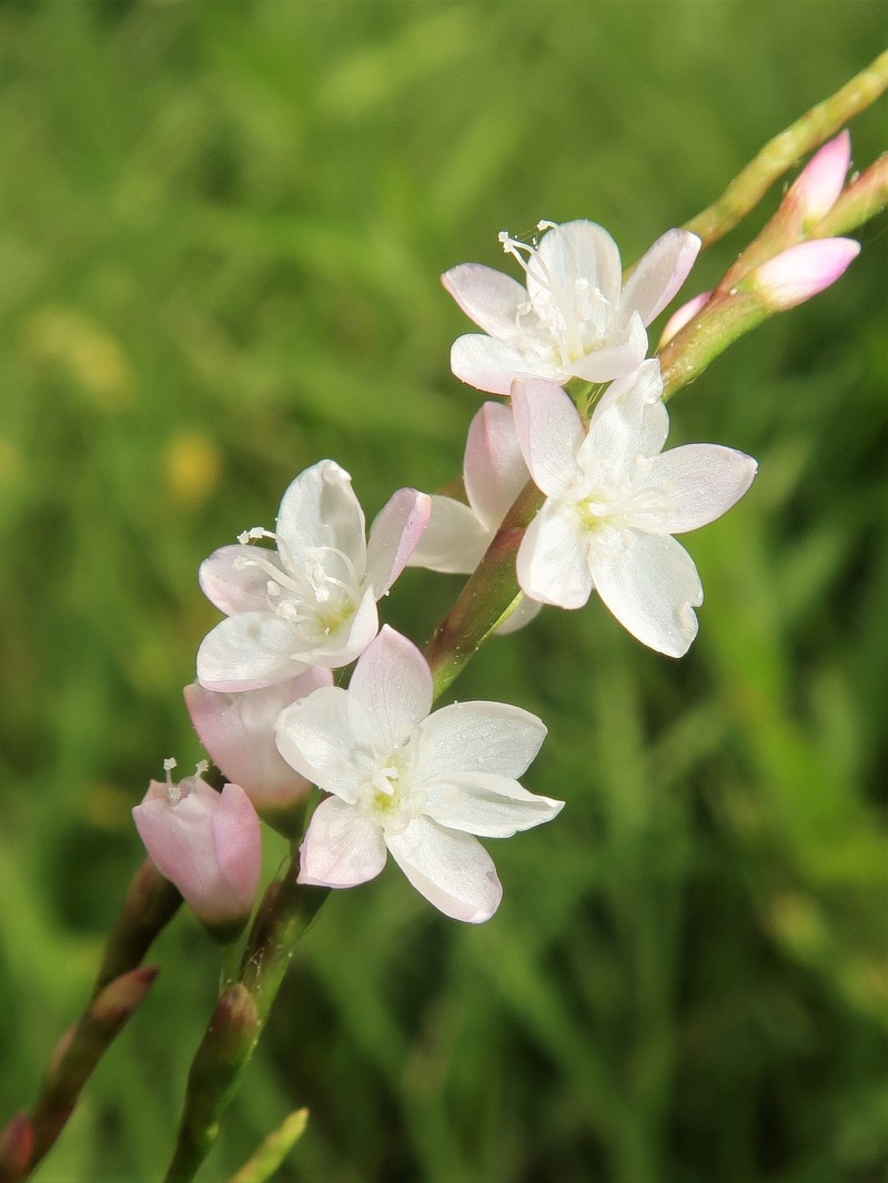 Persicaria odorata subsp. conspicua photo 6