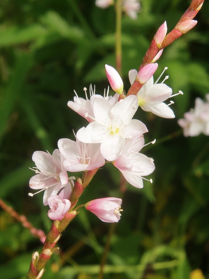 Persicaria odorata subsp. conspicua photo 7