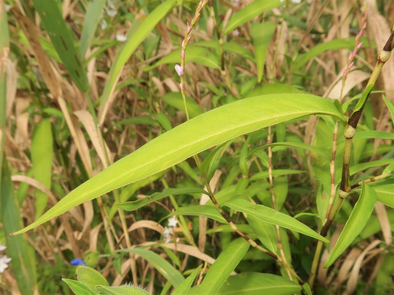 Persicaria odorata subsp. conspicua photo 8