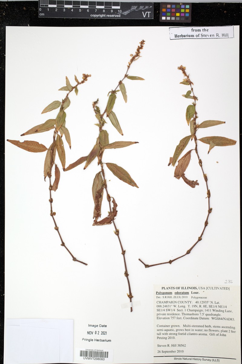 Persicaria odorata subsp. odorata