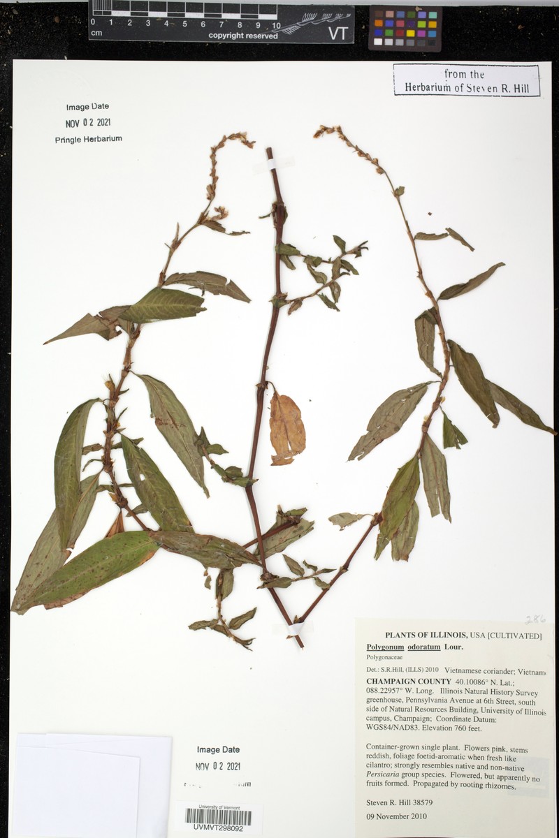 Persicaria odorata subsp. odorata photo 2