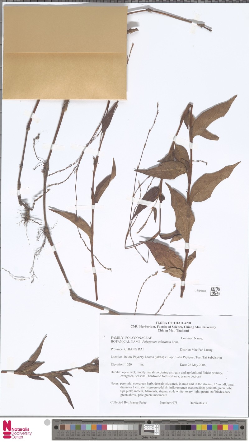 Persicaria odorata subsp. odorata photo 3